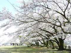 山頂の桜