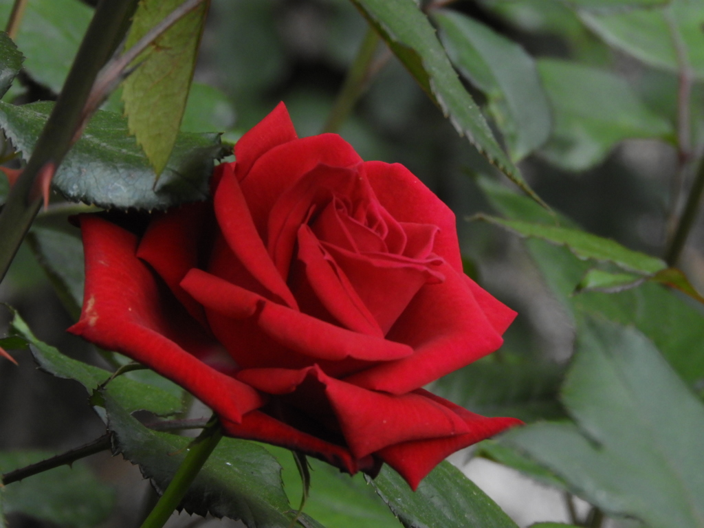 薔薇