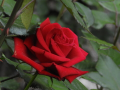 薔薇