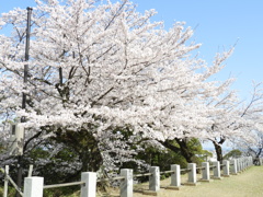 山頂の桜⑶