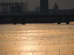 夕陽に染まる吉野川