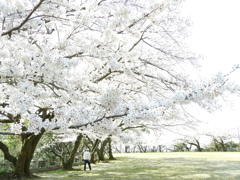 山頂の桜⑵