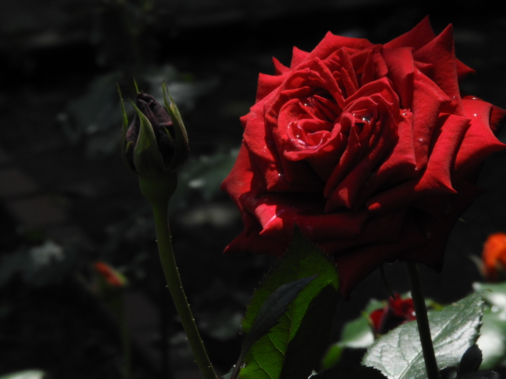 DSCN2872