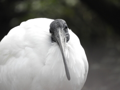 動物園シリーズ