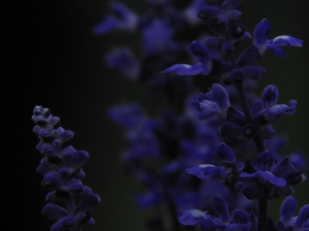 DSCN3460