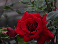 薔薇