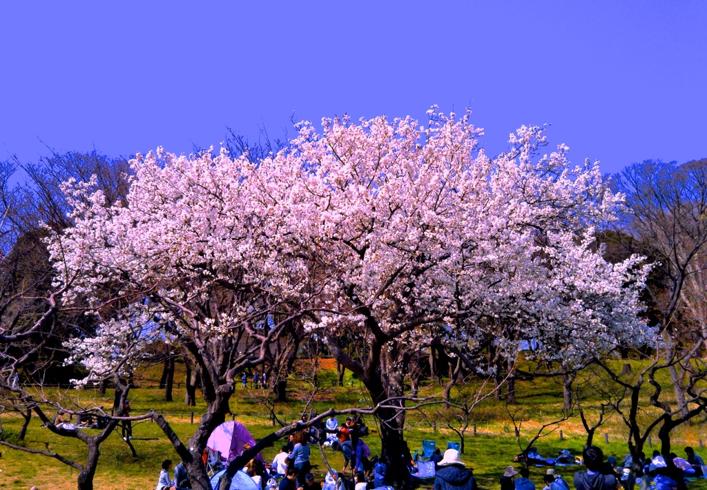 桜①