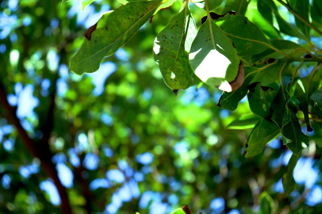 Green leaves