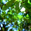 Green leaves