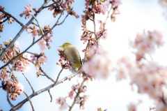 梅