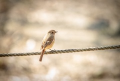 野鳥さん