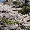 平成最後の桜