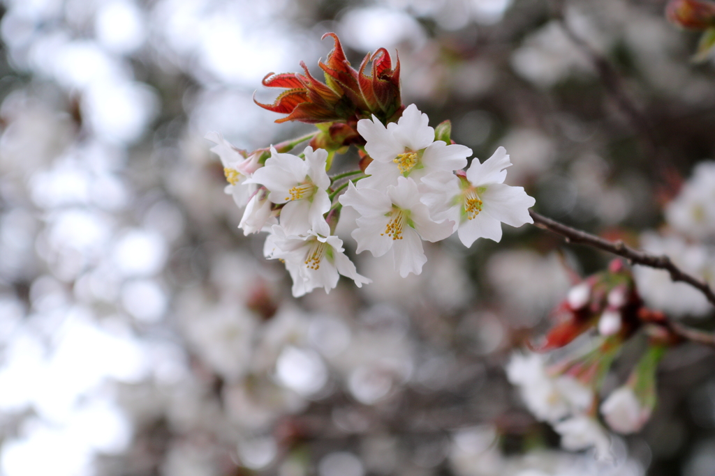 公園で