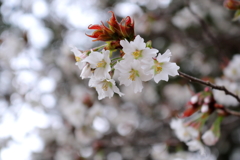 公園で