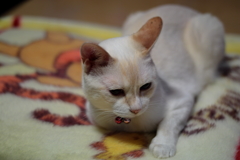 うちの子