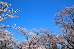 平成最後の桜３