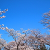 平成最後の桜３
