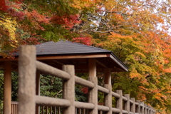 赤坂山公園2018