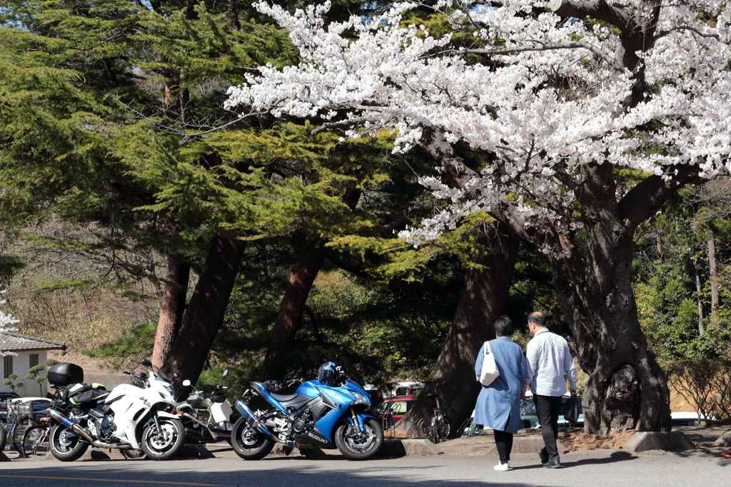 平成最後の桜２