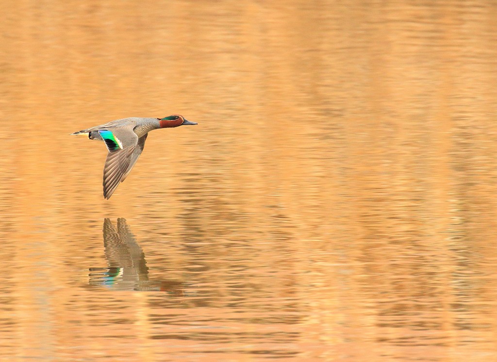 7D2A8300黄金色にコガモ