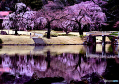 枝垂桜Reflection