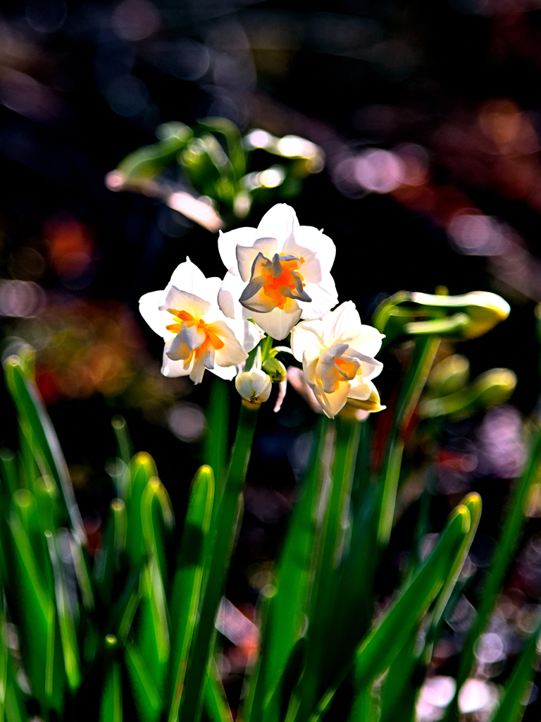 水仙花