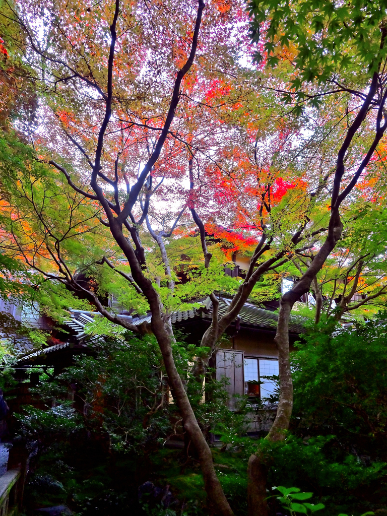 京の秋・八瀬 瑠璃光院①