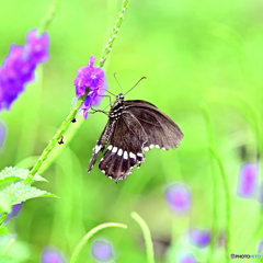 蝶～リュウキュウムラサキ