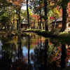 平林寺 紅葉 ④