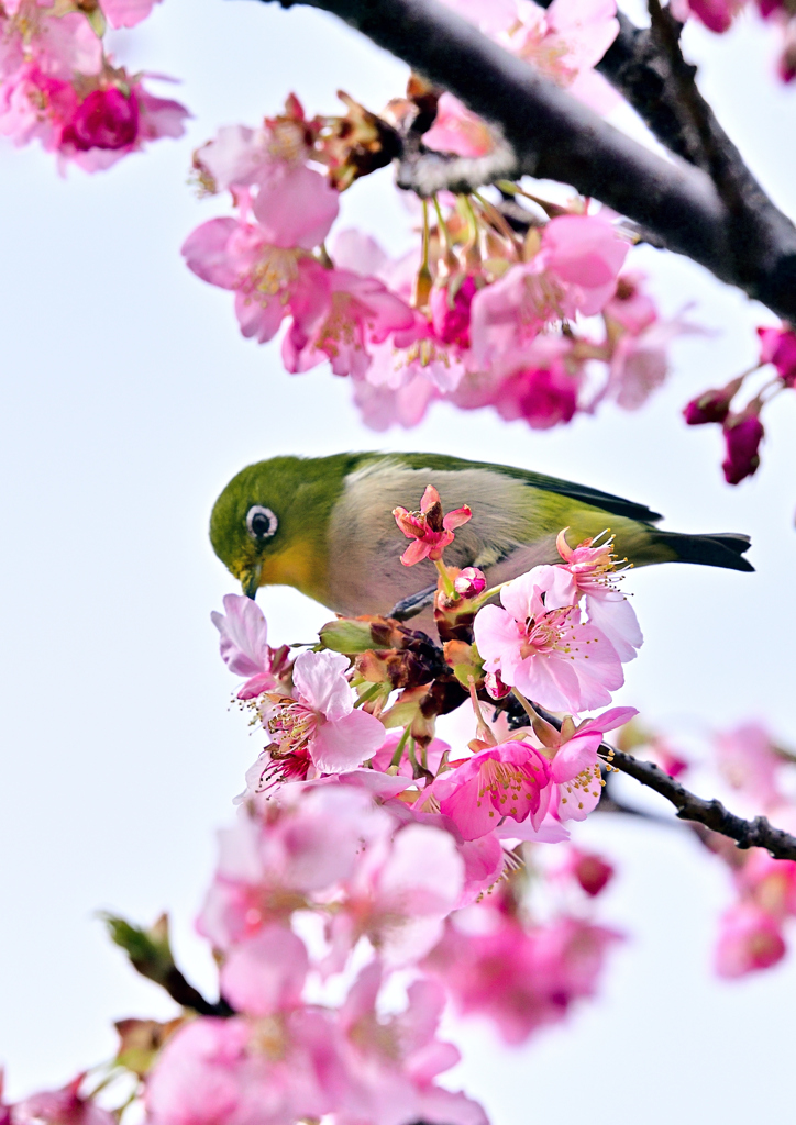 メジロさんと河津桜③