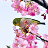 メジロさんと河津桜③