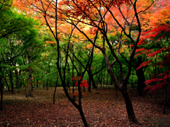 平林寺境内林