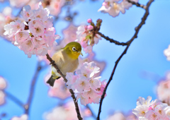 メジロ・桜・青空