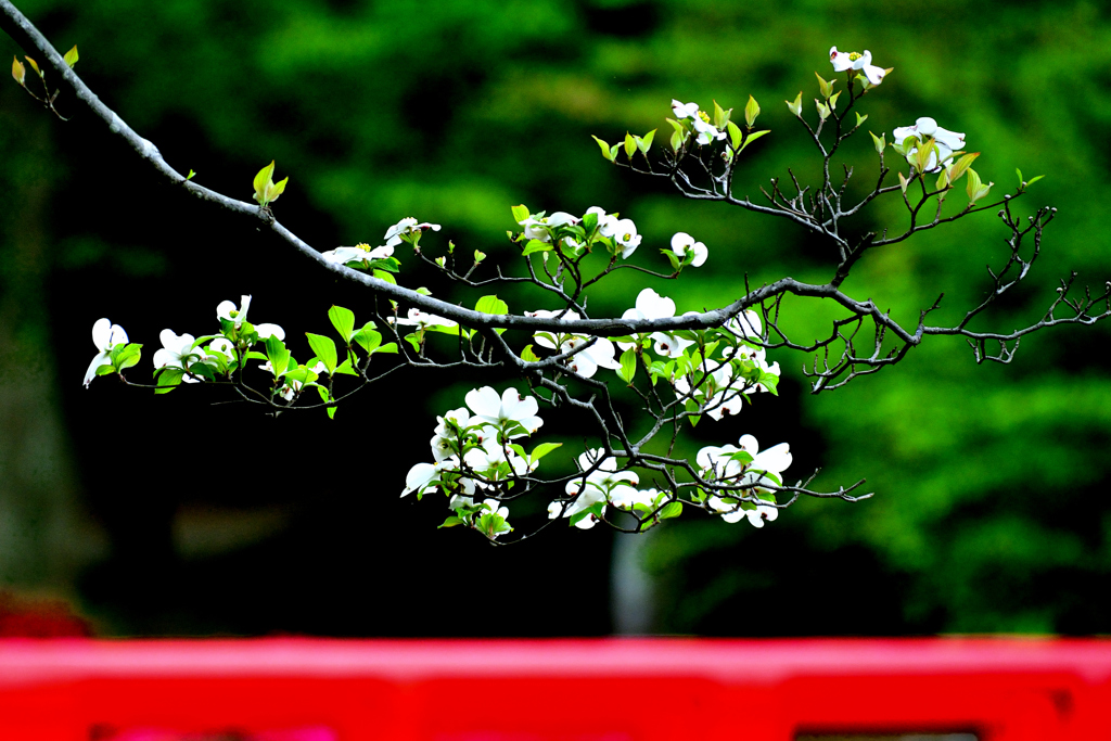 桜のつぎは花水木。