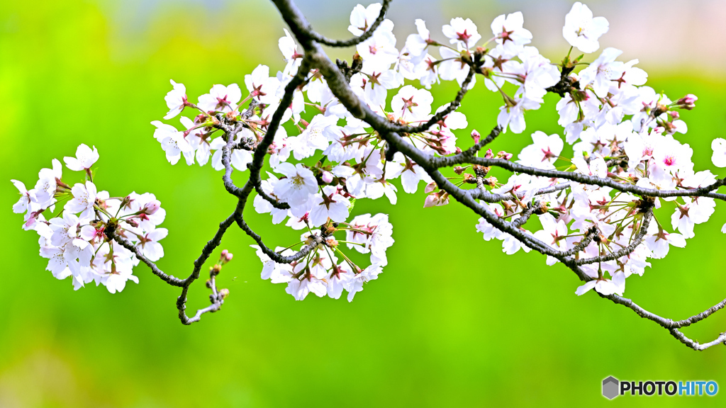春・桜咲く