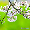 春・桜咲く