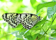 蝶々～オオゴマダラ