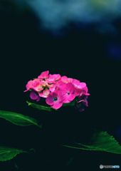 桃色紫陽花