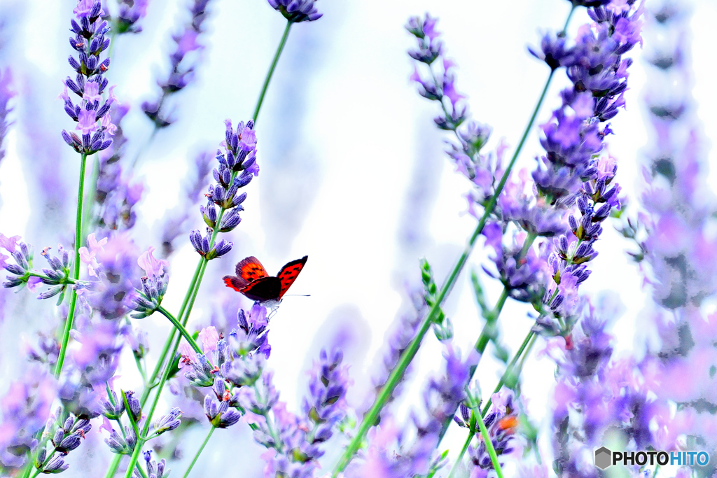 Lavender with Butterfly