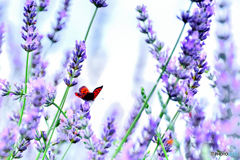 Lavender with Butterfly