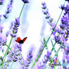 Lavender with Butterfly