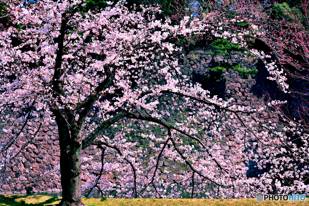 江戸城内桜咲く