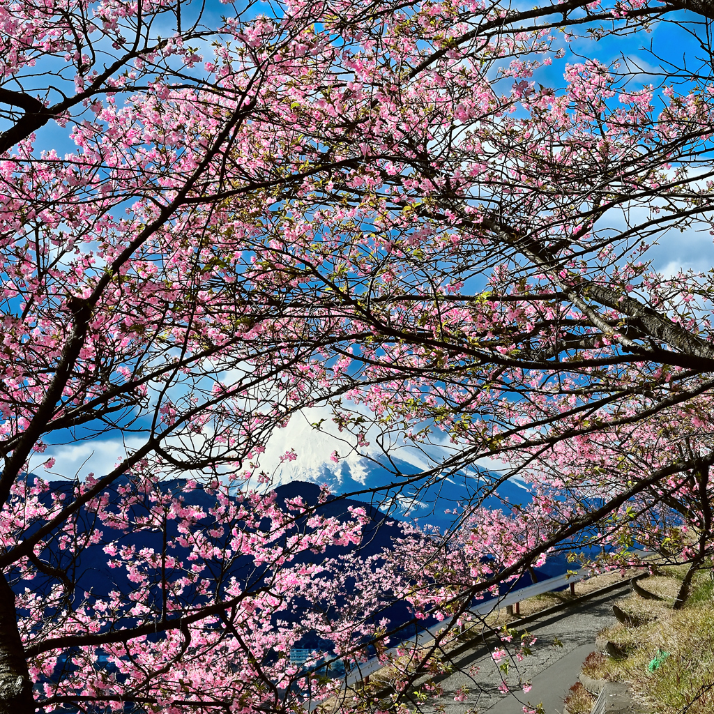 河津桜(2)