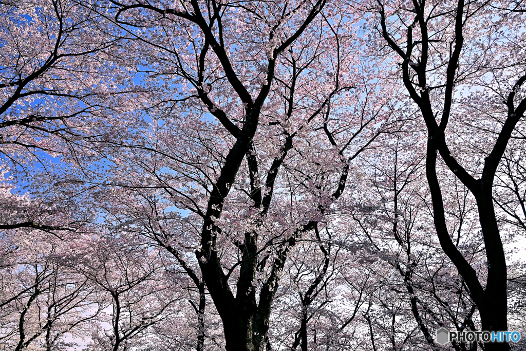 権現堂桜堤②