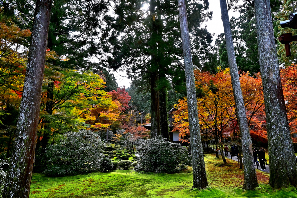 京の秋・大原 三千院①