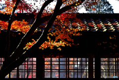 本土寺の紅葉2019①