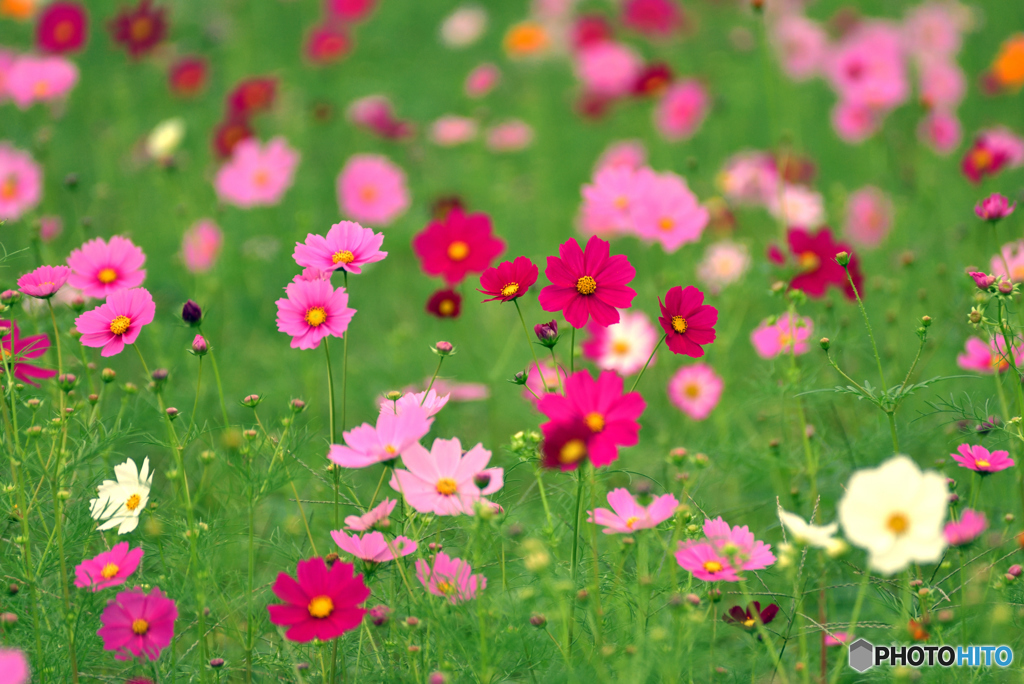 Cosmos World (3)