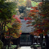 平林寺 紅葉