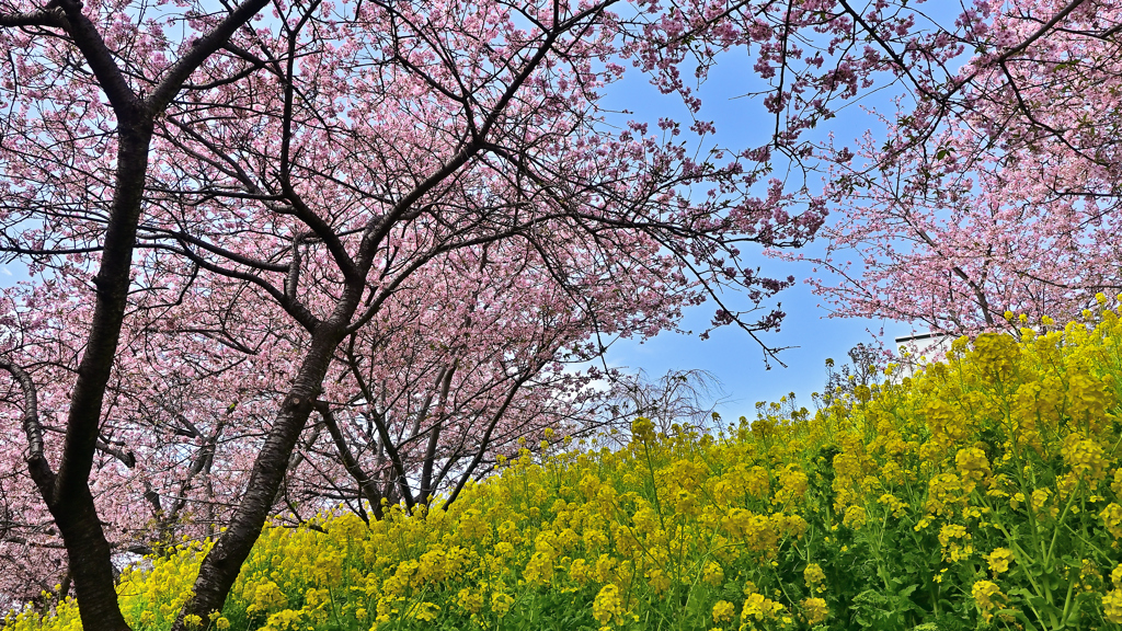 河津桜(1)