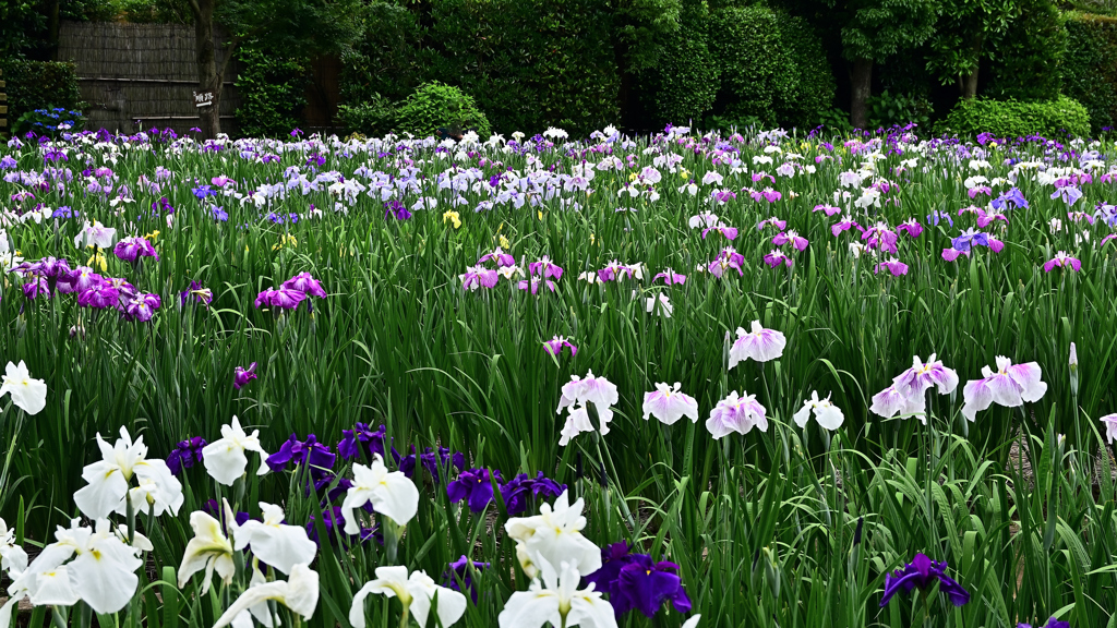 花しょうぶ(2)